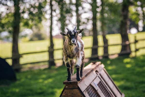 Playful goat kid